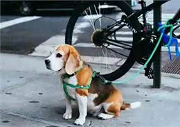 从守卫到伴侣:狗狗与人类的情感演变