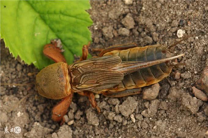 在农村，生活在土壤里的土狗对人体有什么好处?农民对其恨之入骨