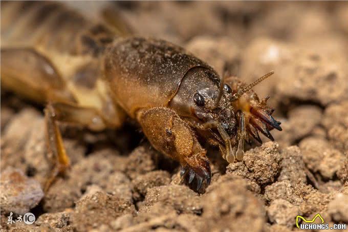 在农村，生活在土壤里的土狗对人体有什么好处?农民对其恨之入骨