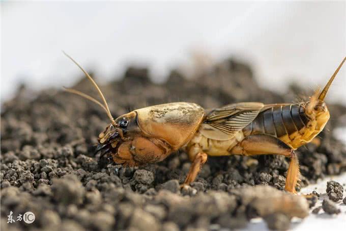 在农村，生活在土壤里的土狗对人体有什么好处?农民对其恨之入骨