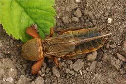 在农村，生活在土壤里的土狗对人体有什么好处?农民对其恨之入骨