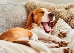 狗狗为什么打哈欠?当狗狗经常打哈欠时，这意味着什么?