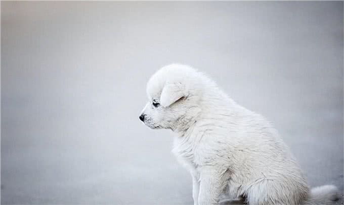 狗狗为什么总是挖耳朵