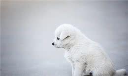 狗狗为什么总是挖耳朵