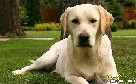 萌宠大揭秘!这5种狗狗性格超好,简直是天使下凡?