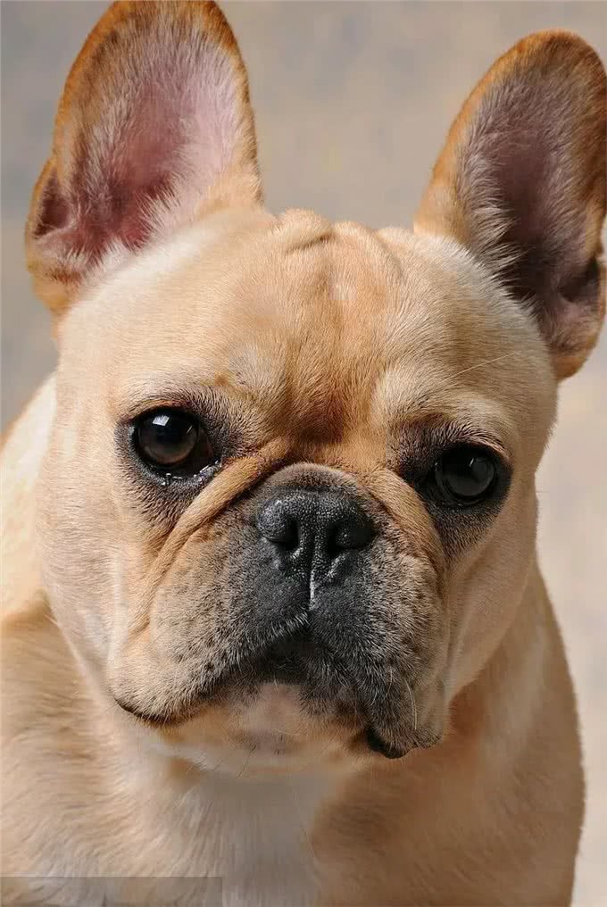 萌宠大揭秘!这5种狗狗性格超好,简直是天使下凡?