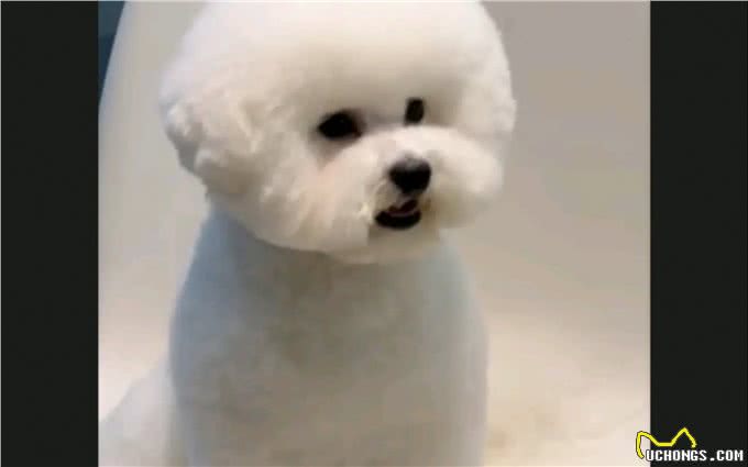 萌宠大揭秘!这5种狗狗性格超好,简直是天使下凡?