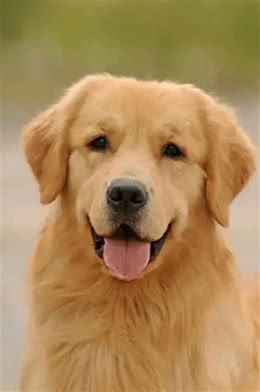 萌宠大揭秘!这5种狗狗性格超好，简直是天使下凡?