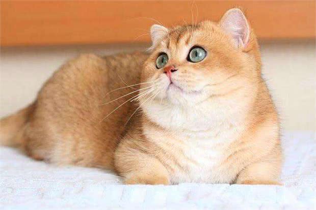 被称之为招财猫的金渐层，价格相当不菲，然而色号学问也不少