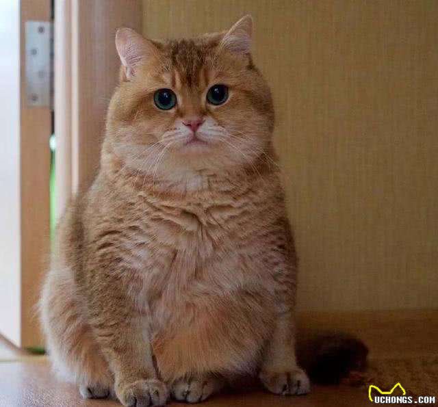 被称之为招财猫的金渐层，价格相当不菲，然而色号学问也不少