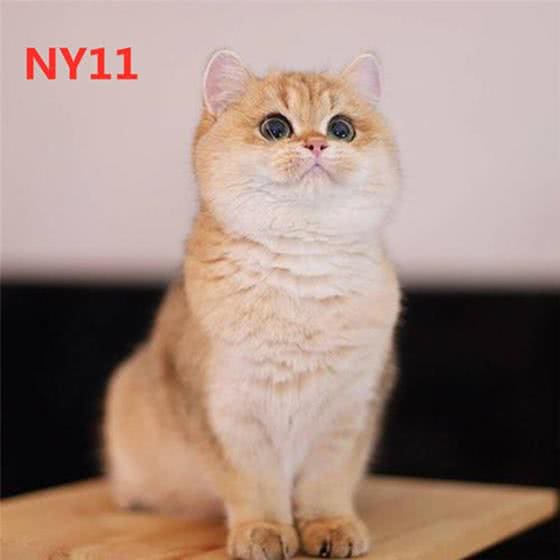 被称之为招财猫的金渐层，价格相当不菲，然而色号学问也不少