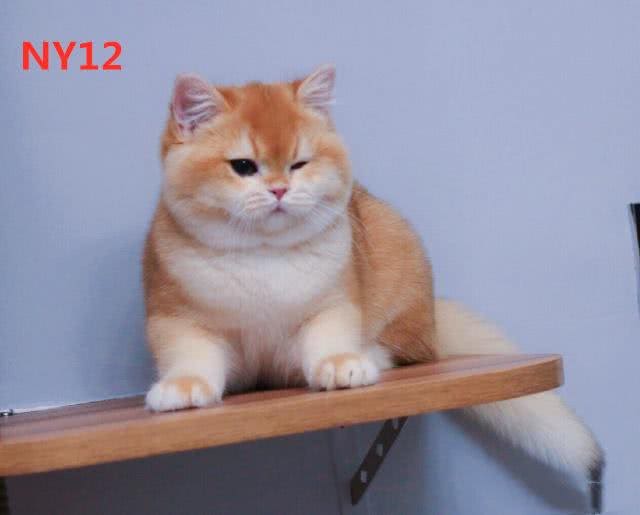 被称之为招财猫的金渐层，价格相当不菲，然而色号学问也不少