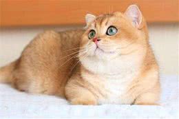 被称之为招财猫的金渐层，价格相当不菲，然而色号学问也不少