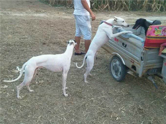 犬的常见病毒和治疗-犬瘟热不可怕