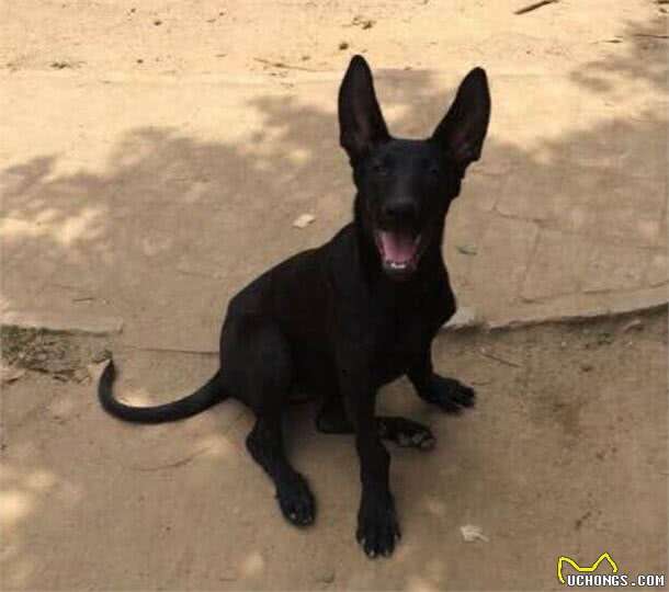 犬的常见病毒和治疗-犬瘟热不可怕