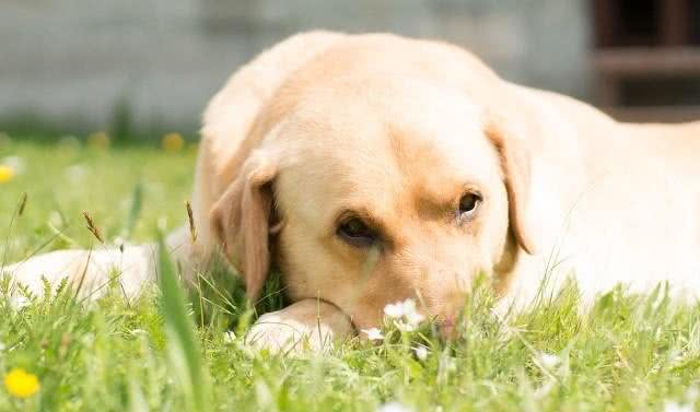 洗澡时连耳朵都被照顾到的狗狗，你是有多幸福啊