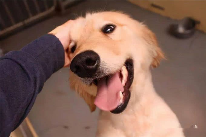 主人摸狗狗的头，在它眼中，代表着这些含义