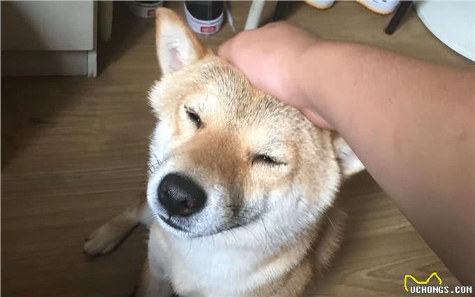 主人摸狗狗的头，在它眼中，代表着这些含义