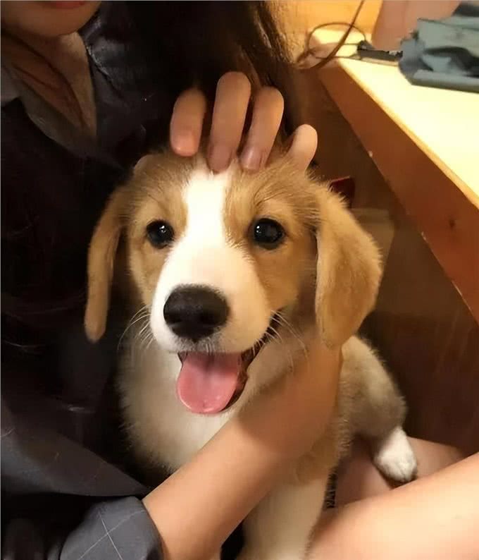 主人摸狗狗的头，在它眼中，代表着这些含义