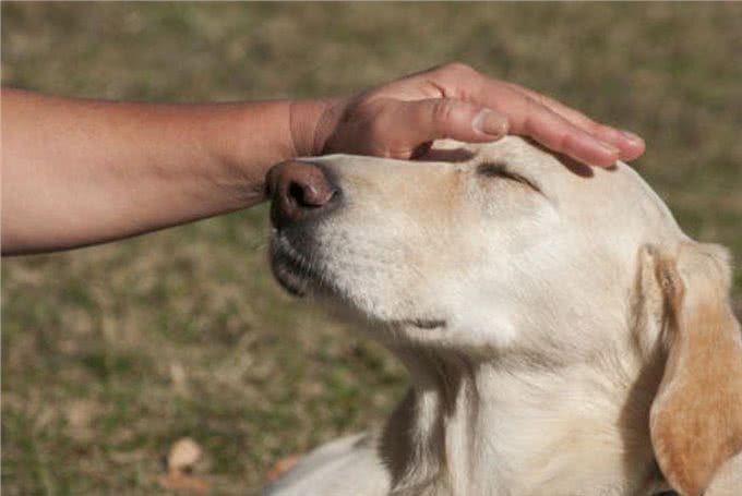 主人摸狗狗的头，在它眼中，代表着这些含义