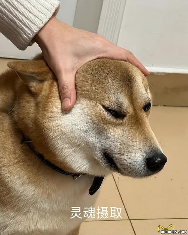 主人摸狗狗的头，在它眼中，代表着这些含义