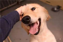 主人摸狗狗的头，在它眼中，代表着这些含义