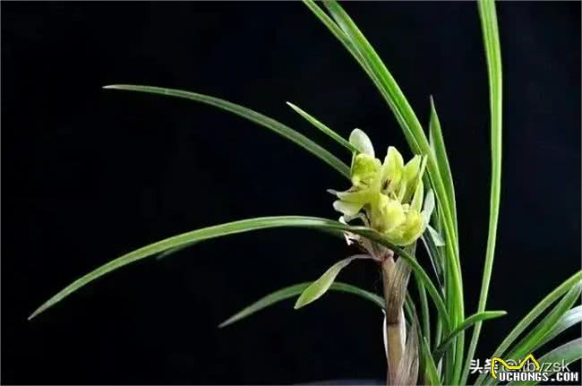 老年养生饮食篇