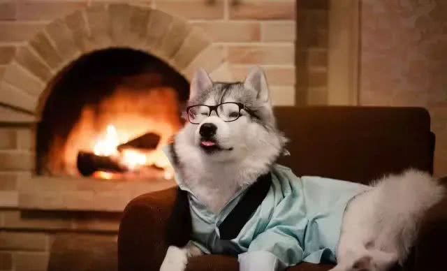 导致狗狗痉挛的三大原因，你知道几个?