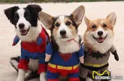 导致狗狗痉挛的三大原因，你知道几个?