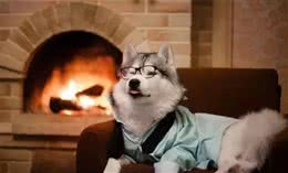 导致狗狗痉挛的三大原因，你知道几个?