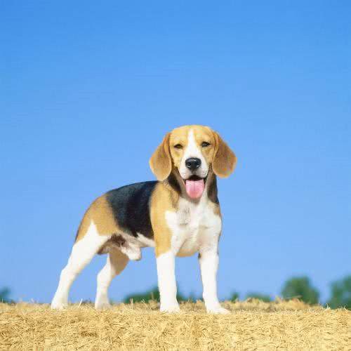 世界名犬—比格犬