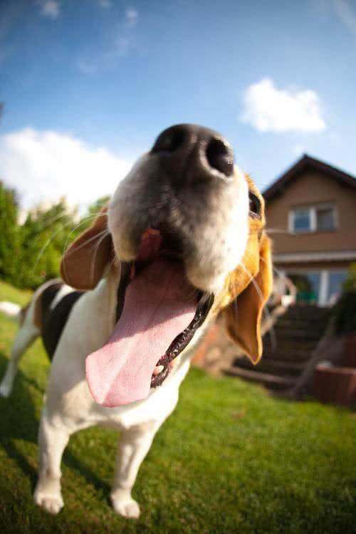 世界名犬—比格犬