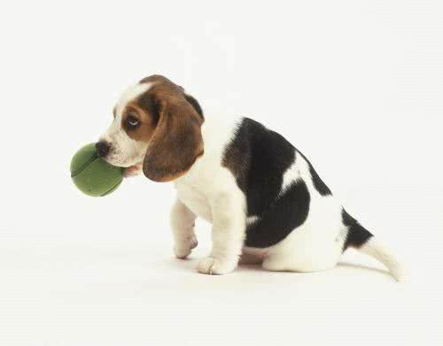 世界名犬—比格犬