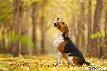 世界名犬—比格犬