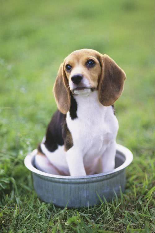 世界名犬—比格犬