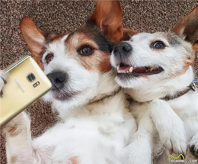 天啊!狗原来会跟自己的母亲，发生交配