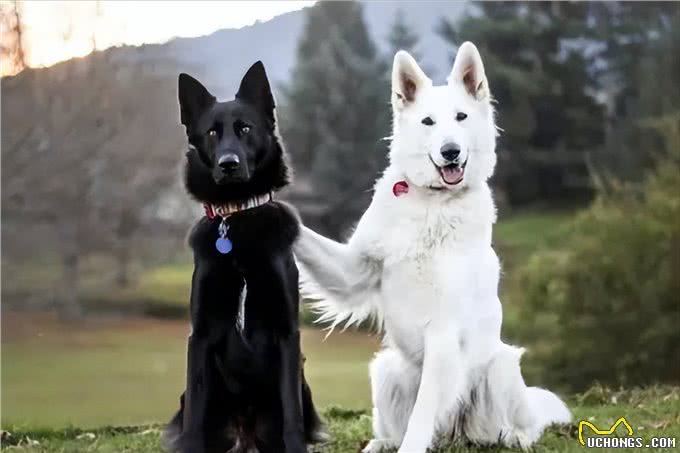 天啊!狗原来会跟自己的母亲，发生交配