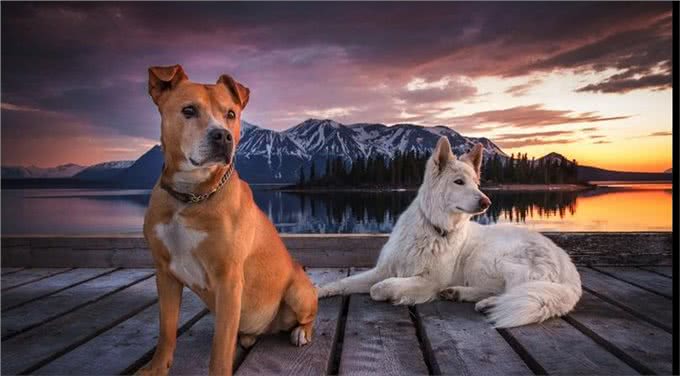 天啊!狗原来会跟自己的母亲，发生交配