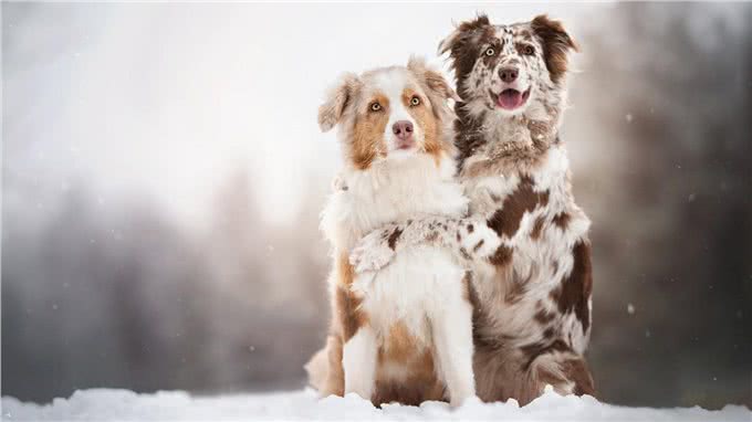 天啊!狗原来会跟自己的母亲，发生交配