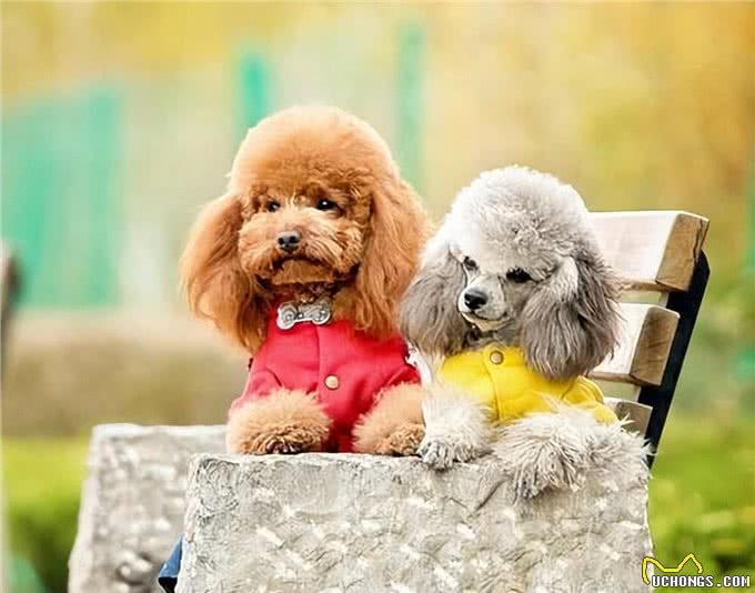 天啊!狗原来会跟自己的母亲，发生交配