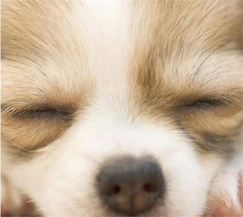 犬疱疹病毒感染才是危急幼犬生命的第一病魔!