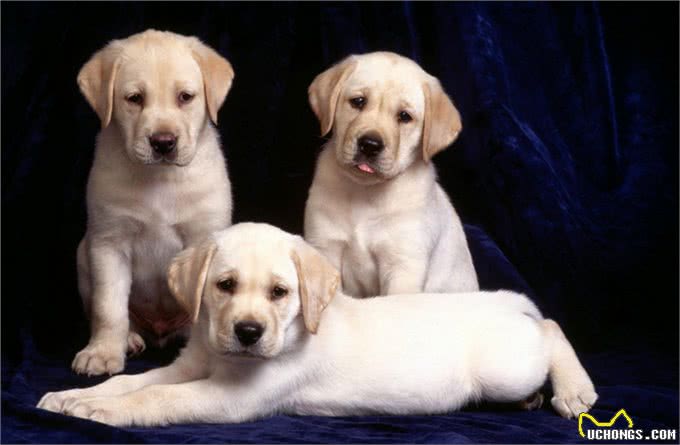 犬疱疹病毒感染才是危急幼犬生命的第一病魔!