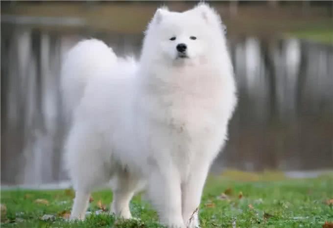 狗生产需要主人帮忙吗?答案可能出乎你的意料,但却很真实