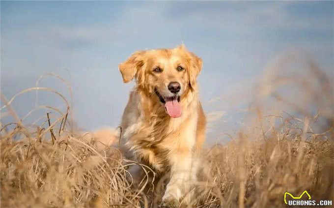 养这几种狗，暴露主人的性格，有你家的吗?