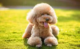 养这几种狗，暴露主人的性格，有你家的吗?