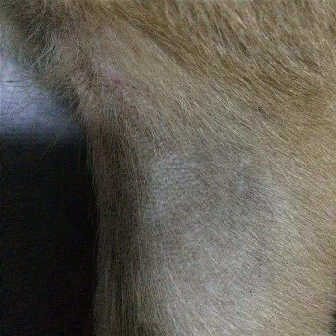 兽医案例:狗狗皮肤，如何分辨蠕形螨加真菌复合感染