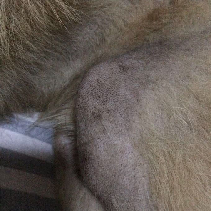 兽医案例:狗狗皮肤，如何分辨蠕形螨加真菌复合感染