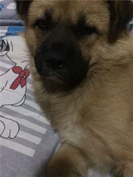 兽医案例:狗狗皮肤，如何分辨蠕形螨加真菌复合感染