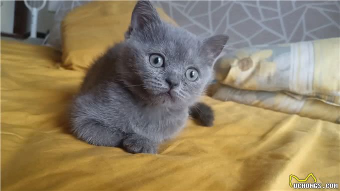 如何挑选一只适合你的宠物猫
