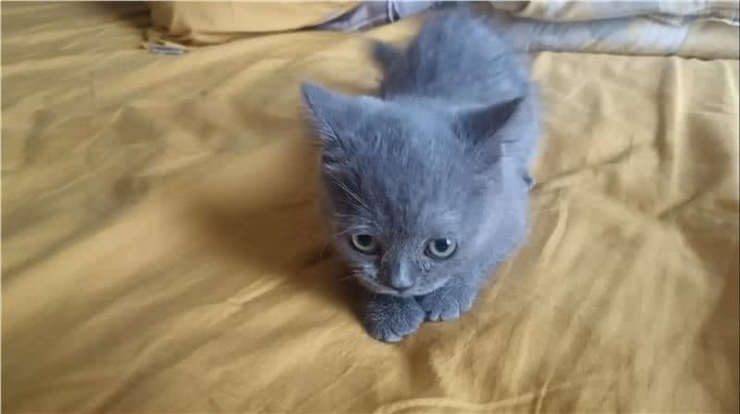 如何挑选一只适合你的宠物猫